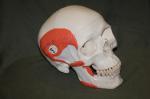 Plastic Skull with Masticatory Musculature